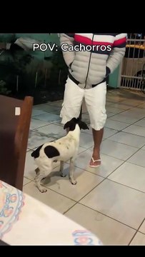 Pov Cachorrinhos fofos da internet