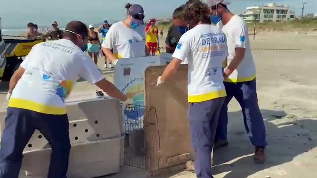Filhote de elefante-marinho encalha vivo em praia de Matinhos
