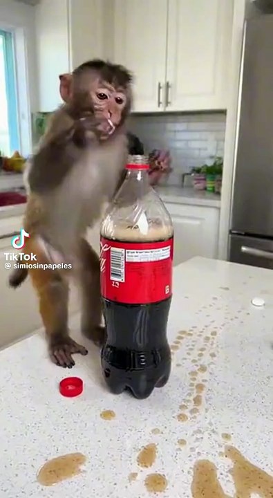 Fliegende Affe mit colaflasche