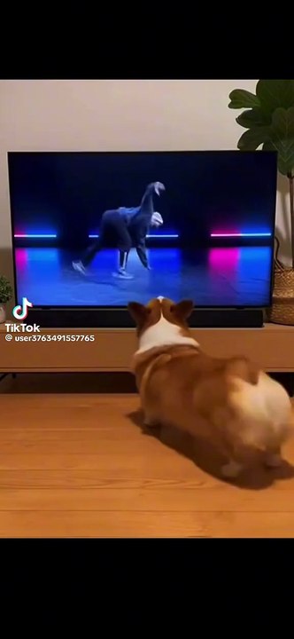 Das Hündchen hat Rhythmus im Blut