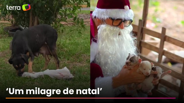 Papai Noel encontra cadela com seis filhotes e resgata todos no Natal