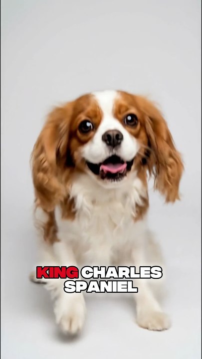 Top 10 Cutest Dog Breeds That Will MELT Your Heart! 🐶❤️ #animals #dogfacts