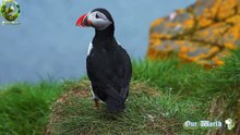 Cute Bird - Atlantic Puffin - The common bird of Iceland
