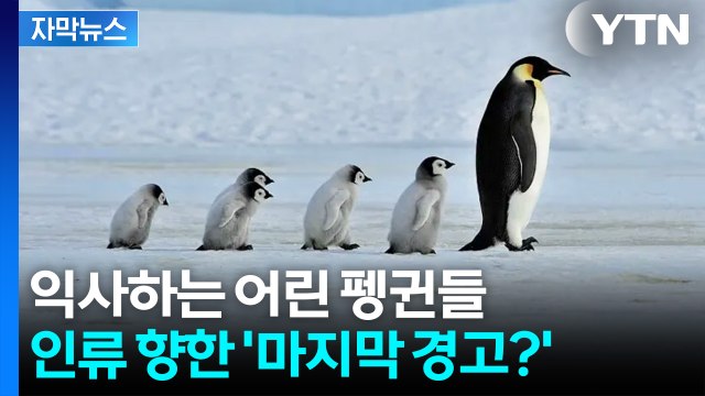 [자막뉴스] '멸종' 직면한 펭귄의 위기... 전문가도 경고한 심각한 상황 / YTN
