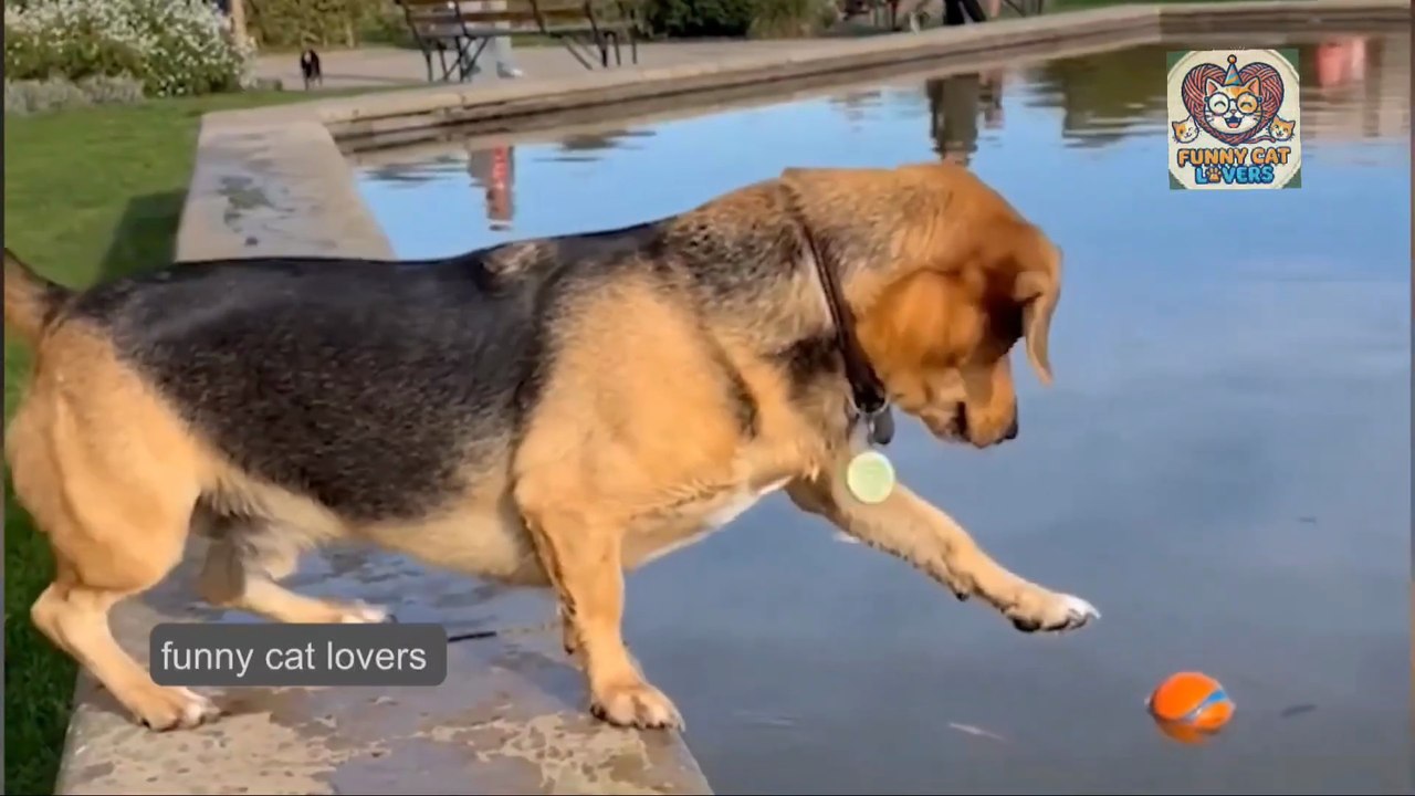 Try Not to Laugh! Hilarious Dogs & The Funniest Dog and Cat Videos of the Year 😂🐕