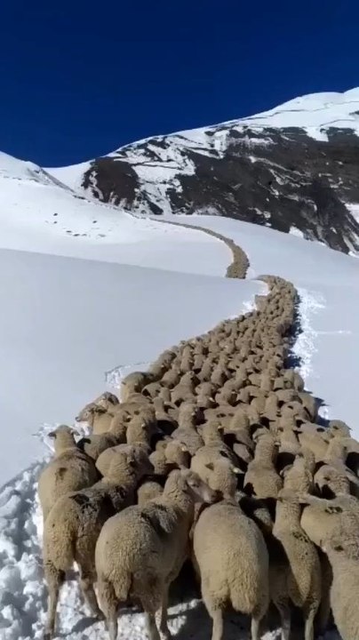 🐏🐏🐏🐑🐑🐑