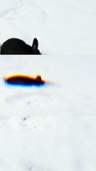 Void floof on a blank canvas of snow. | #SparklegleamFarm #Bunny #farm #rabbit #farmanimals #cute