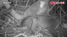台灣獼猴「謎片」曝光！農民驚見公猴襲母猴「5秒完事」