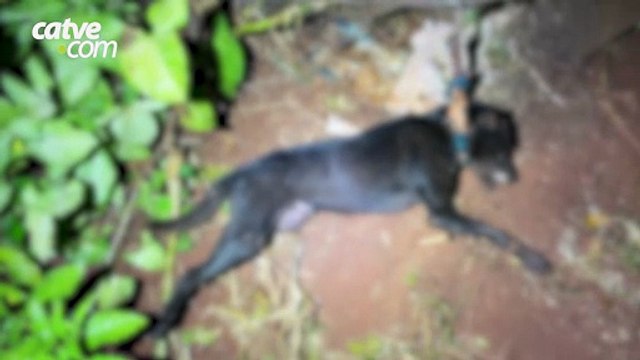 Maus-tratos chocam! Mulher é presa após cão morrer amarrado em Assis Chateaubriand
