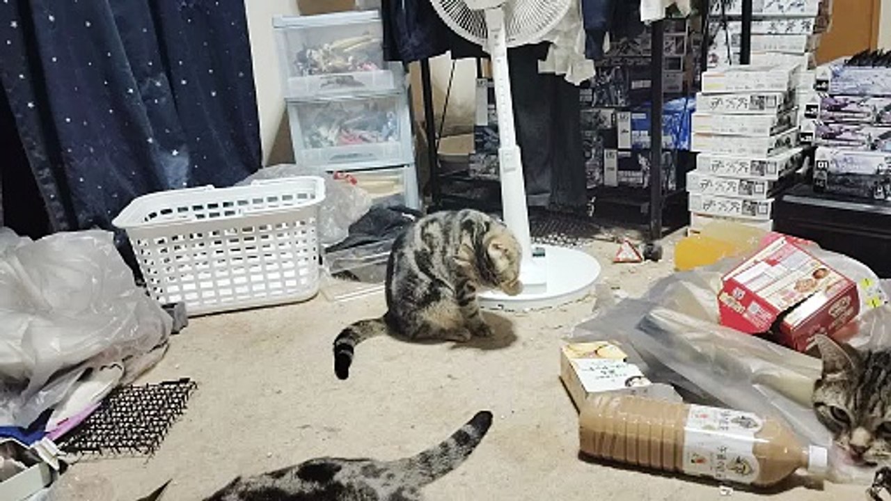毛繕いするミア4