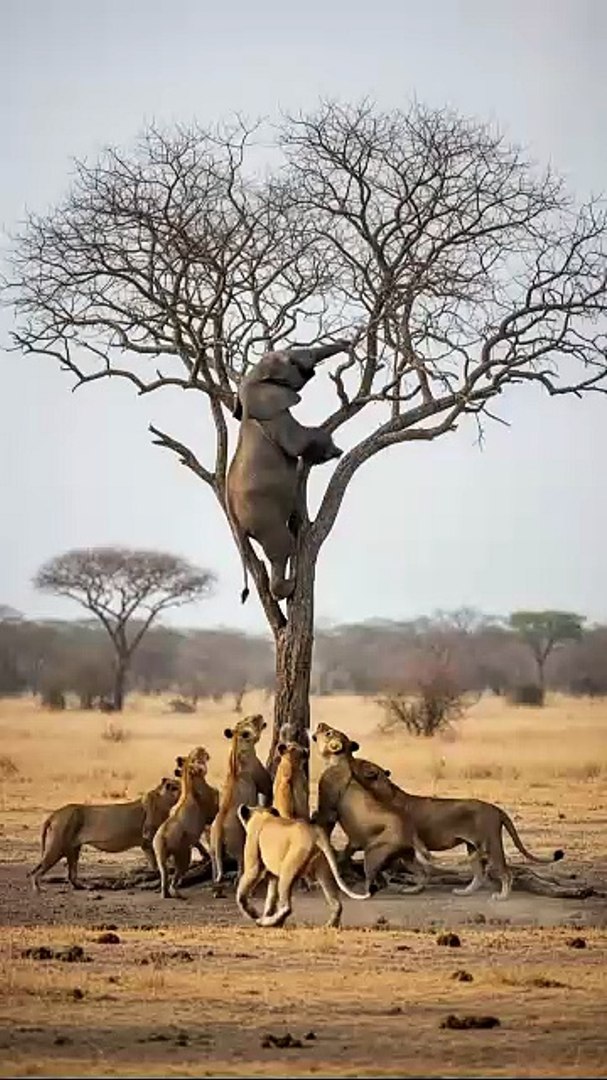 ⁣Amazing animals love #best #animals (6)