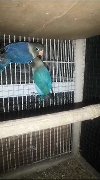 #parrot #parrots #parrottalking #parrotvideo #parrotlover #lovebirds #lovebirdsfarming #lovebird