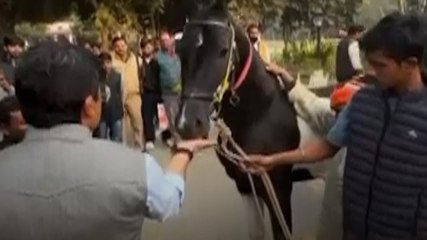 राजा भैया के अस्तबल में डेढ़ करोड़ के घोड़े की एंट्री