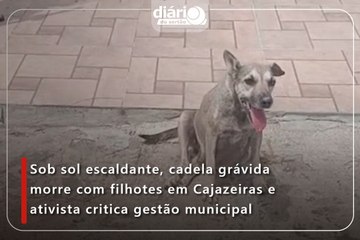 Sob sol escaldante, cadela grávida morre com filhotes em Cajazeiras e ativista critica gestão municipal