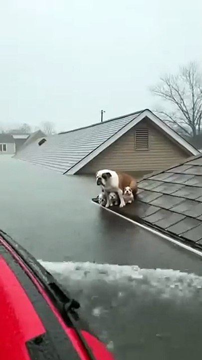 Cute Dogs