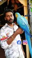 ഇണങ്ങിയ മക്കാവു തത്തയെ ആർക്കാണ് ഇഷ്ടം ആവാത്തത്? 😍 | Fully Tamed Macaw Parrot | Exotic Birds | Pets