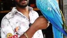 ഇണങ്ങിയ മക്കാവു തത്തയെ ആർക്കാണ് ഇഷ്ടം ആവാത്തത്? 😍 | Fully Tamed Macaw Parrot | Exotic Birds | Pets