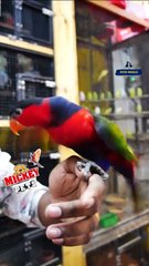 ഇത്രയും ഇണങ്ങിയ ബ്ളാക്ക് ക്യാപ്പ് ലോറി പൊളിയല്ലേ 😍| Fully Tamed Black Capped Lorikeet | Exotic Birds