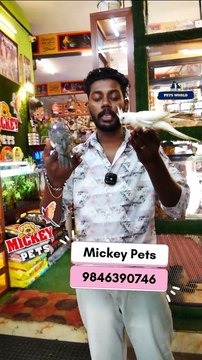 ഇണങ്ങിയ കൊക്കട്ടേയിലുകൾ ഇഷ്ടം ഉള്ളവർ ഉണ്ടോ? | Fully Tamed Cockatiels | Tamed Birds| Birds Lover