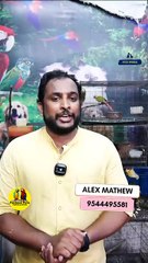 ആഫ്രിക്കൻ ലവ് ബേർഡ്സ് ഫിഷർ വെറൈറ്റിസ് | African love Birds Pairs | Fairland Pets ,Ph no - 9544495581