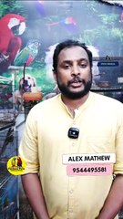 ആഫ്രിക്കൻ ലവ് ബേർഡ്സ് ഫിഷർ വെറൈറ്റിസ് | African love Birds Pairs | Fairland Pets ,Ph no - 9544495581