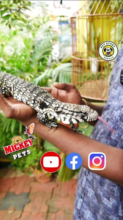 ഈ റ്റെഗു ബേബി പൊളിയല്ലേ 😍 | Black and White Tegu Baby | Exotic Pets Collection #shorts