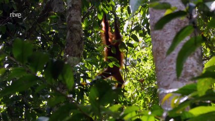 Profesiones salvajes - Arquitectos