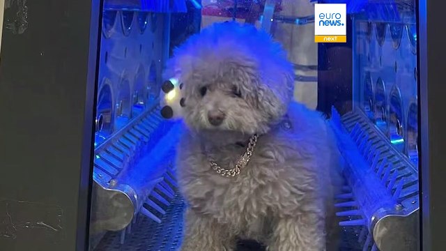 Roboter, die kuscheln, putzen und würzen: Das sind die verrücktesten Technik-Gadgets 2025