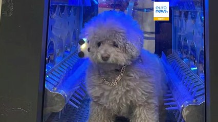 Roboter, die kuscheln, putzen und würzen: Das sind die verrücktesten Technik-Gadgets 2025