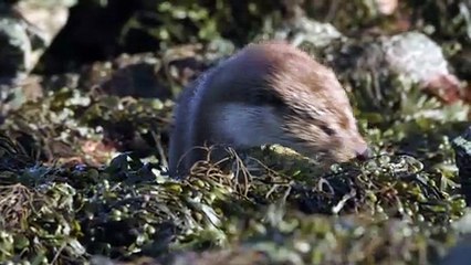 Inside the Enchanted Waterways S01E02