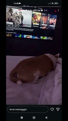 Agozzino Alfredo story