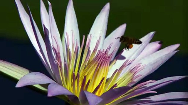 Inside the Enchanted Waterways S01E04