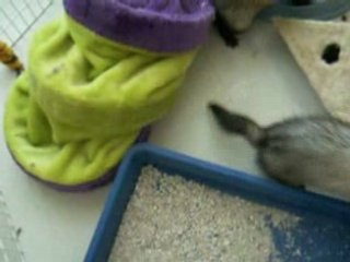 Mes furets