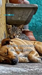 El frío también pone en riesgo a las mascotas