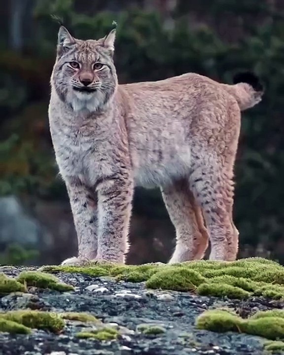 Amazing Cat Walk 😍