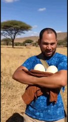 Estaba intentando robarme huevos de avetruz en Burkina faso🥚🤣#chistes #humor #avetruz#burkinafaso