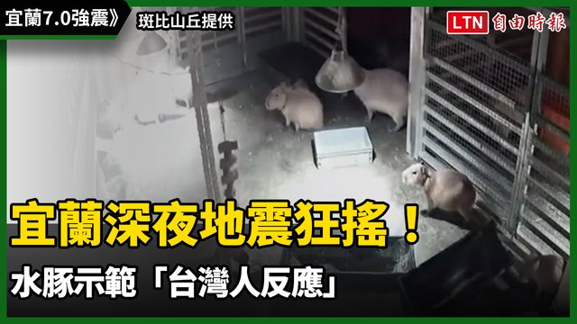 宜蘭深夜地震狂搖！水豚示範「台灣人反應」畫面曝光笑翻全網