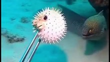 Angry Eel attack porcupine