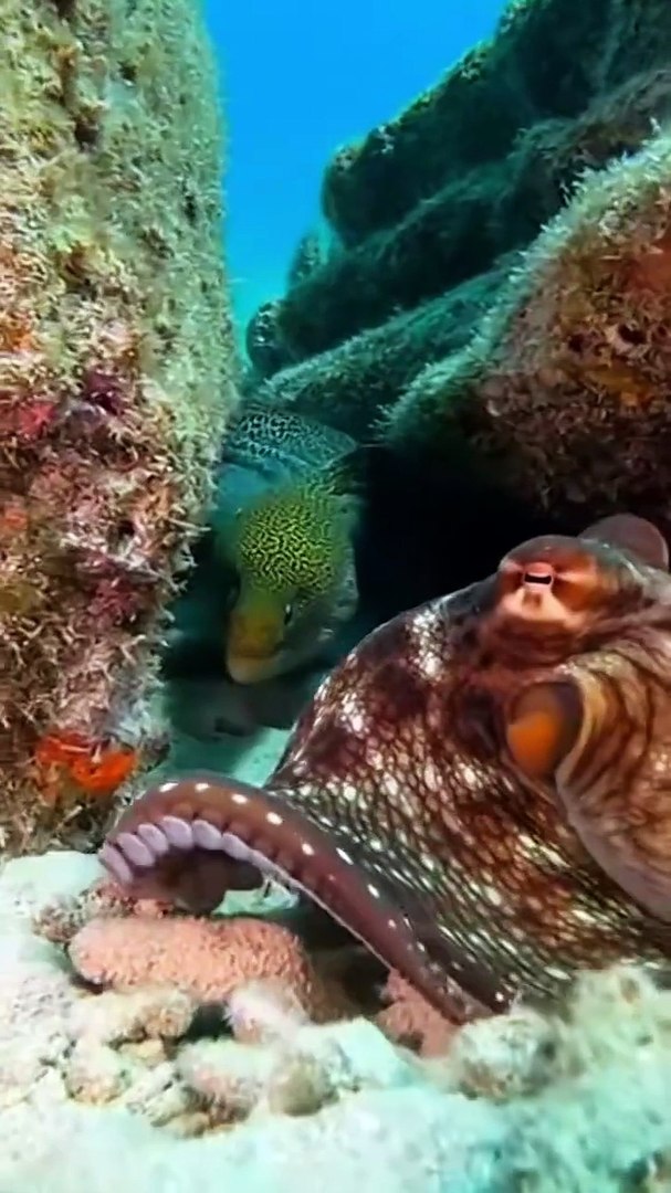 ⁣GIANT OCTOPUS VS GIANT EEL