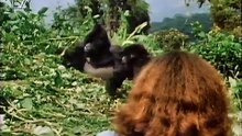 Im Reich der wilden Tiere - Berggorillas Dian Fossey