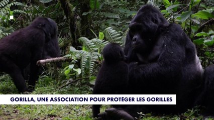 Afrique centrale : les derniers gorilles de montagne sauvés