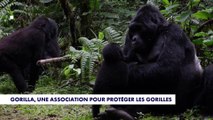 Afrique centrale : les derniers gorilles de montagne sauvés