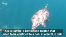 Watching These Bali Dolphins Return to the Wild Is One of the Coolest Things You’ll See Today