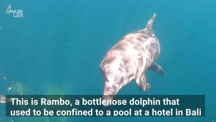 Watching These Bali Dolphins Return to the Wild Is One of the Coolest Things You’ll See Today