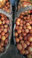 🥭🌿 CONOCE MÁS SOBRE EL ACHACHAIRÚ, EL FRUTO ESTRELLA DE PORONGO