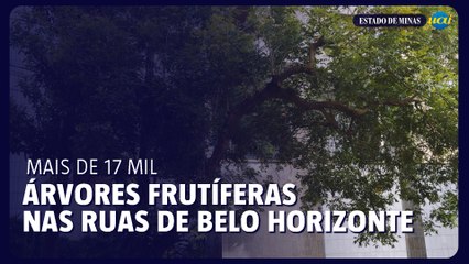 Belo Horizonte tem mais de 17 mil árvores frutíferas plantadas em locais públicos