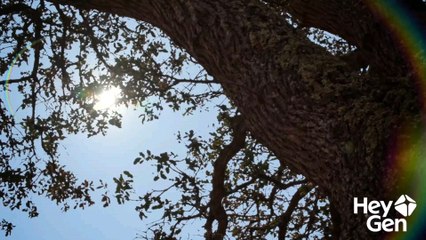 🌿 Benalu Cerdik: Rumah Gila Tawon Parasit!  Tawon parasit ini tidak membangun sarangnya sendiri—mereka menyuntikkan telur ke dalam tubuh serangga lain atau jaringan tanaman,  lalu memanipulasi inangnya untuk membesarkan anak-anak mereka.