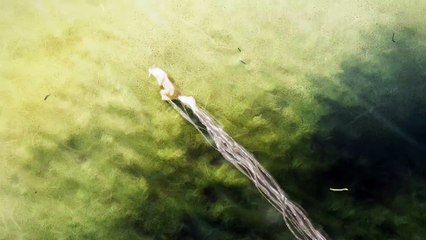 Okami Sequel - Teaser Trailer en The Game Awards 2024