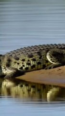 Hippopotamus looks calm but is Africa’s deadliest animal. Every year, hippos kill more people than lions or crocodiles. Extremely fast, territorial, and aggressive—this giant hides deadly power beneath the water.