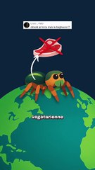 La seule araignée végétarienne ! #araignée #végétarien #carnivore #nature #animaux